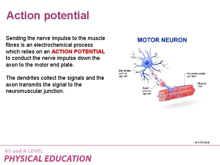 Action potential Sending the nerve impulse to the muscle fibres is an electrochemical process