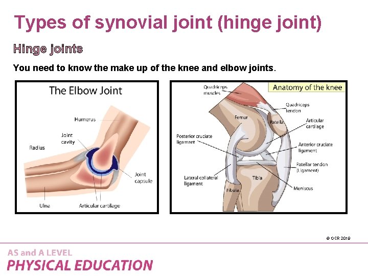 Types of synovial joint (hinge joint) Hinge joints You need to know the make