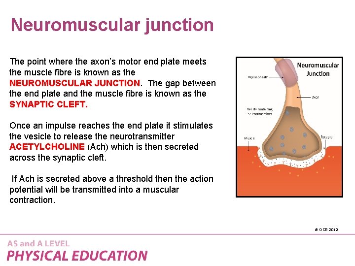 Neuromuscular junction The point where the axon’s motor end plate meets the muscle fibre
