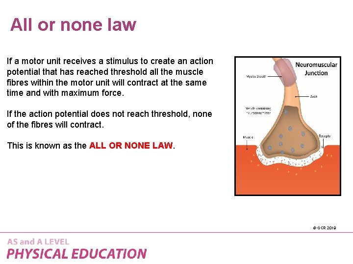 All or none law If a motor unit receives a stimulus to create an