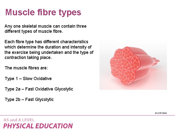 Muscle fibre types Any one skeletal muscle can contain three different types of muscle