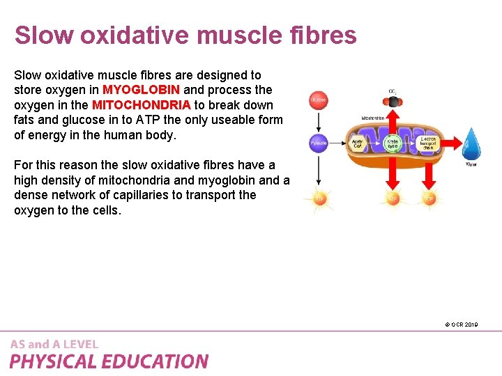 Slow oxidative muscle fibres are designed to store oxygen in MYOGLOBIN and process the