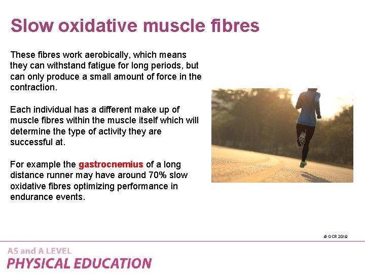 Slow oxidative muscle fibres These fibres work aerobically, which means they can withstand fatigue