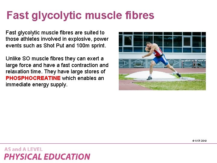 Fast glycolytic muscle fibres are suited to those athletes involved in explosive, power events