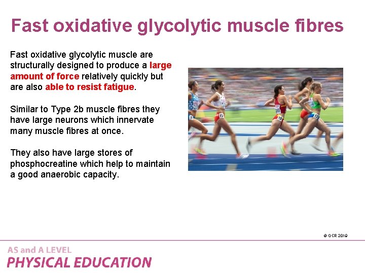 Fast oxidative glycolytic muscle fibres Fast oxidative glycolytic muscle are structurally designed to produce