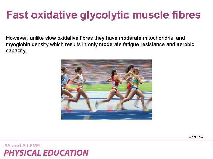 Fast oxidative glycolytic muscle fibres However, unlike slow oxidative fibres they have moderate mitochondrial