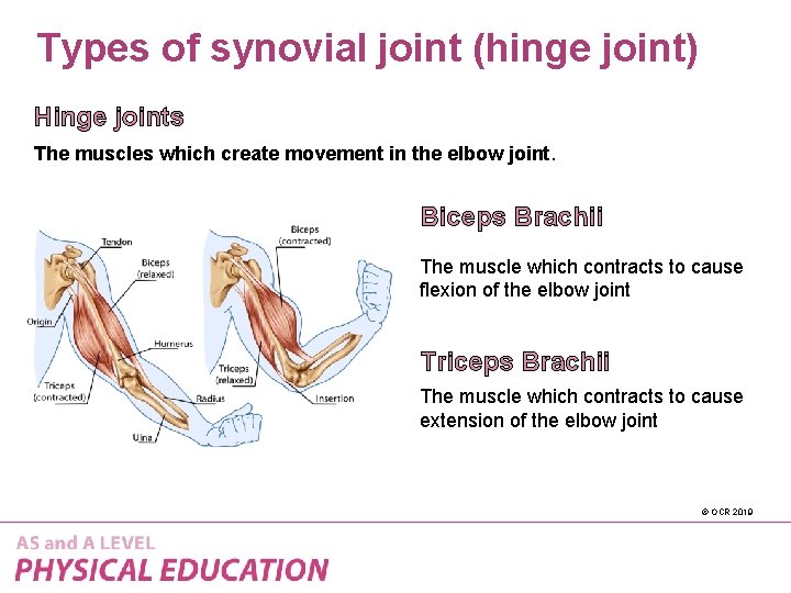 Types of synovial joint (hinge joint) Hinge joints The muscles which create movement in