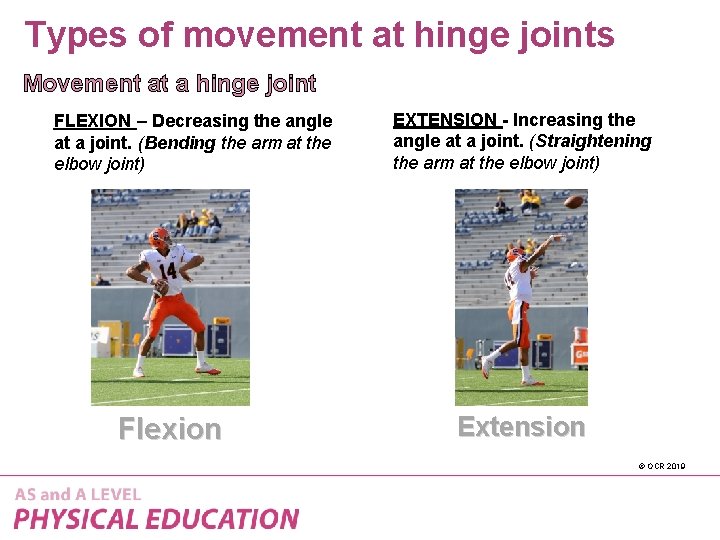 Types of movement at hinge joints Movement at a hinge joint FLEXION – Decreasing