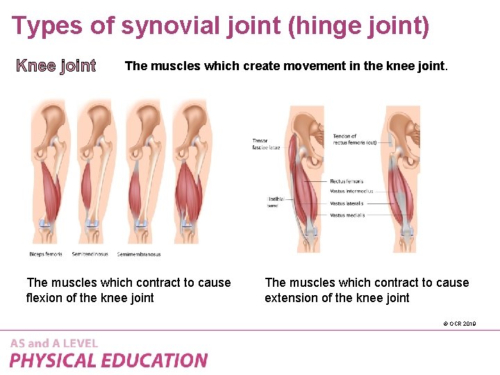 Types of synovial joint (hinge joint) Knee joint The muscles which create movement in