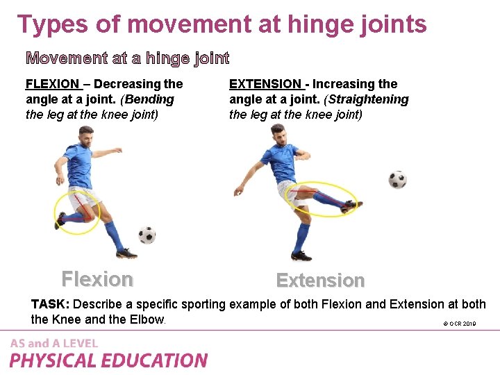 Types of movement at hinge joints Movement at a hinge joint FLEXION – Decreasing