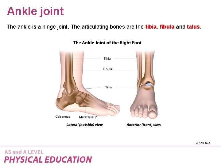 Ankle joint The ankle is a hinge joint. The articulating bones are the tibia,