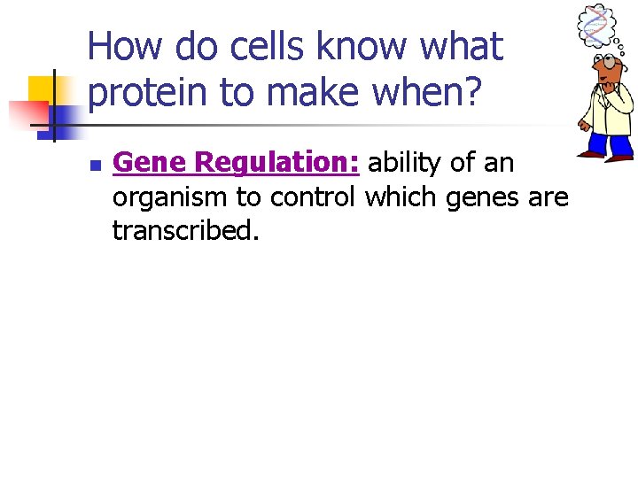 How do cells know what protein to make when? n Gene Regulation: ability of