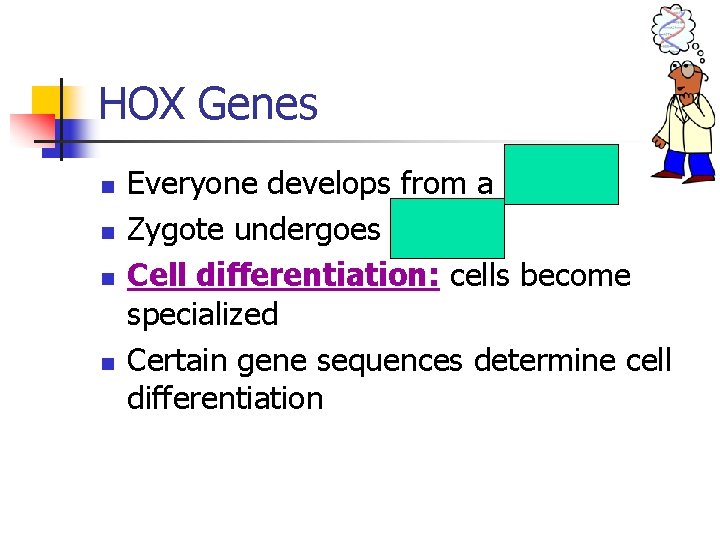 HOX Genes n n Everyone develops from a zygote Zygote undergoes mitosis Cell differentiation: