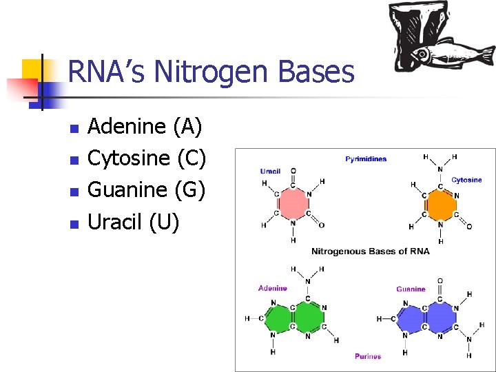 RNA’s Nitrogen Bases n n Adenine (A) Cytosine (C) Guanine (G) Uracil (U) 