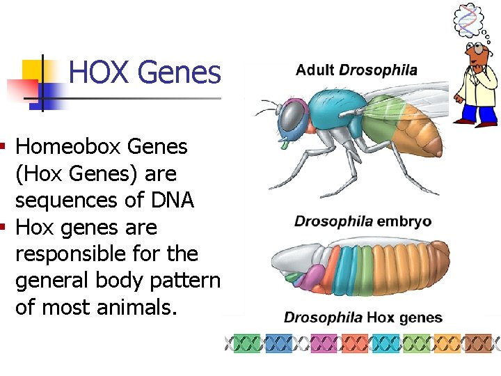HOX Genes § Homeobox Genes (Hox Genes) are sequences of DNA § Hox genes