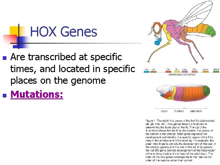 HOX Genes n n Are transcribed at specific times, and located in specific places