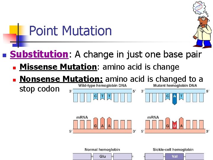 Point Mutation n Substitution: A change in just one base pair n n Missense