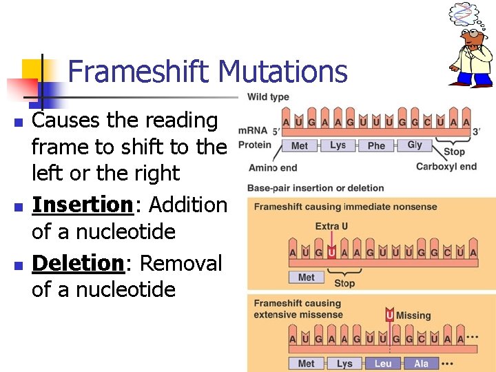 Frameshift Mutations n n n Causes the reading frame to shift to the left