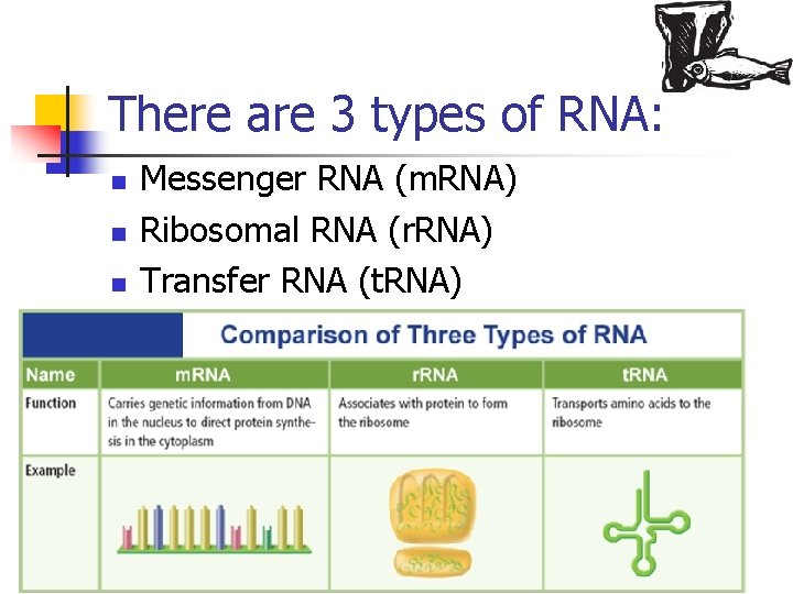 There are 3 types of RNA: n n n Messenger RNA (m. RNA) Ribosomal