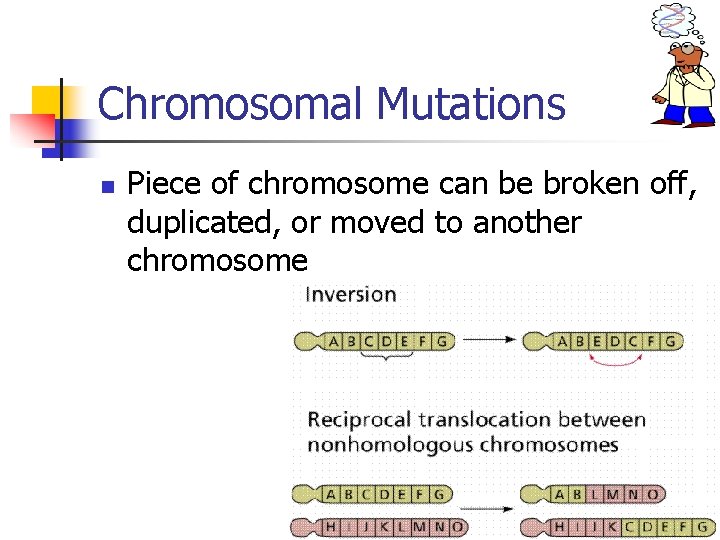 Chromosomal Mutations n Piece of chromosome can be broken off, duplicated, or moved to