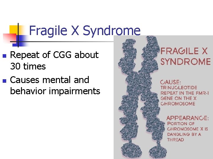 Fragile X Syndrome n n Repeat of CGG about 30 times Causes mental and