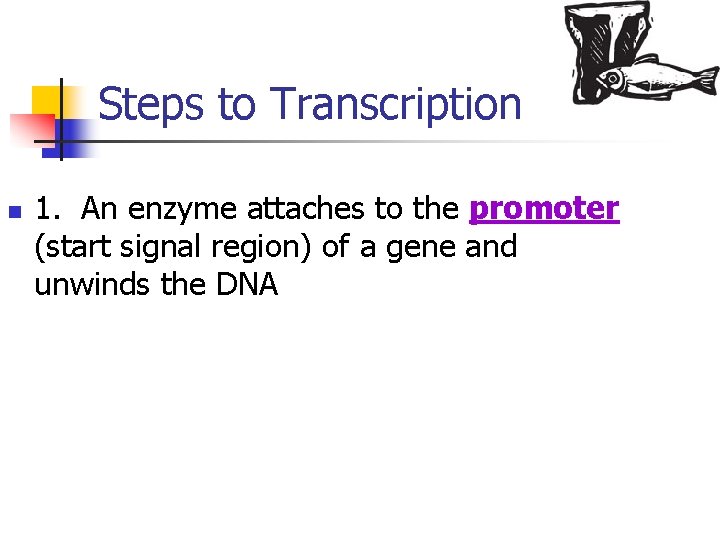 Steps to Transcription n 1. An enzyme attaches to the promoter (start signal region)