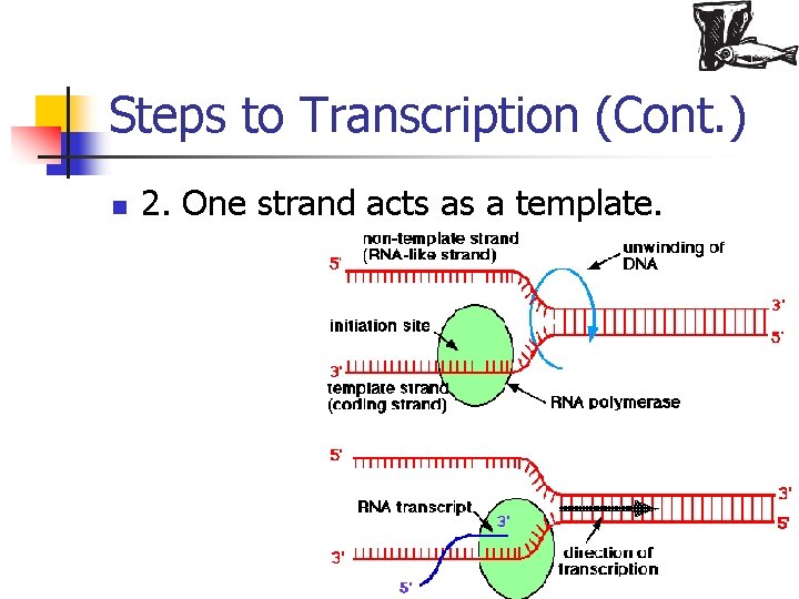 Steps to Transcription (Cont. ) n 2. One strand acts as a template. 