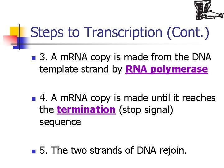 Steps to Transcription (Cont. ) n n n 3. A m. RNA copy is