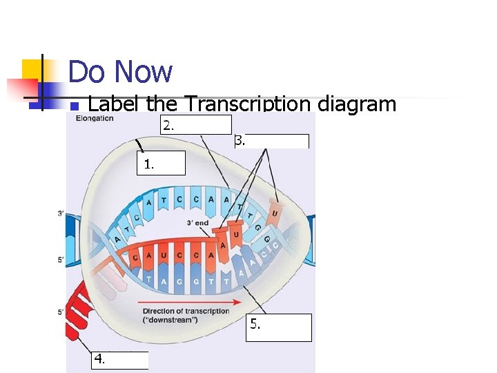 Do Now n Label the Transcription diagram 