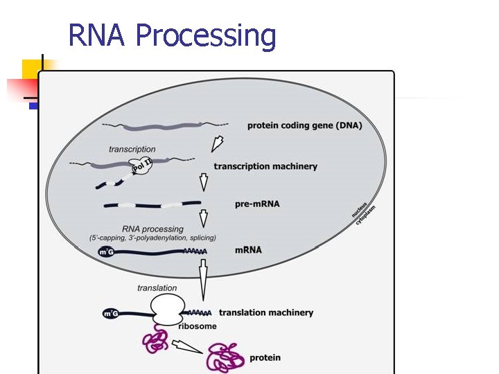 RNA Processing 