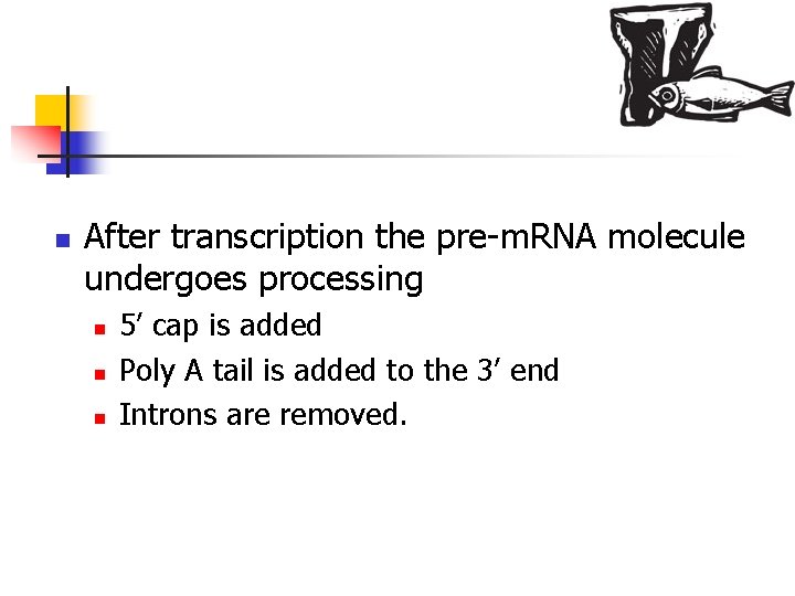 n After transcription the pre-m. RNA molecule undergoes processing n n n 5’ cap