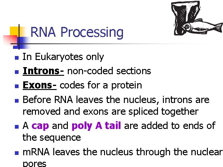 RNA Processing n n n In Eukaryotes only Introns- non-coded sections Exons- codes for