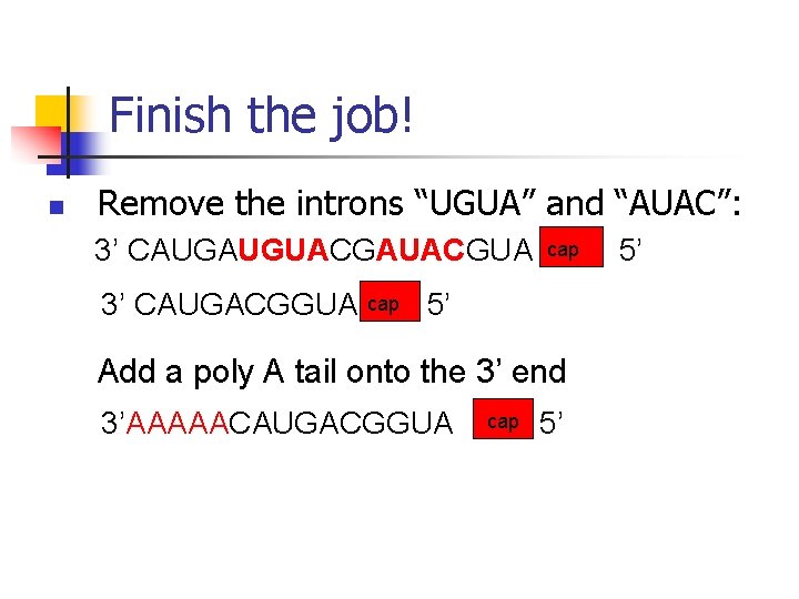 Finish the job! n Remove the introns “UGUA” and “AUAC”: 3’ CAUGAUGUACGAUACGUA cap 3’