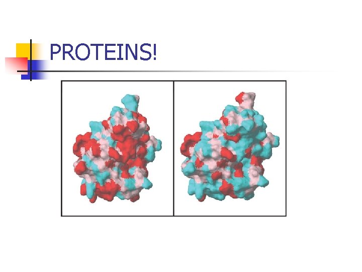 PROTEINS! 
