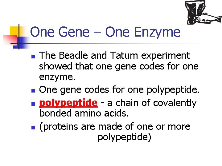 One Gene – One Enzyme n n The Beadle and Tatum experiment showed that