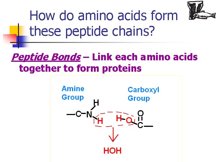 How do amino acids form these peptide chains? Peptide Bonds – Link each amino