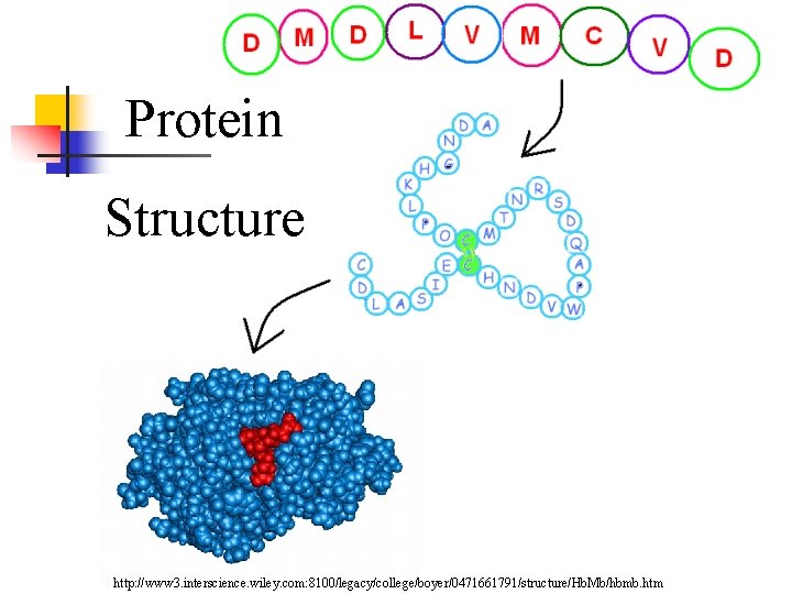 Protein Structure http: //www 3. interscience. wiley. com: 8100/legacy/college/boyer/0471661791/structure/Hb. Mb/hbmb. htm 