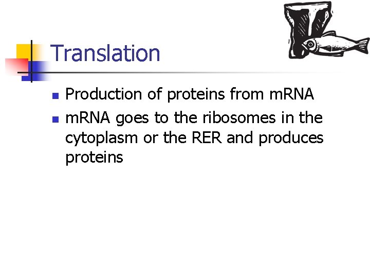 Translation n n Production of proteins from m. RNA goes to the ribosomes in