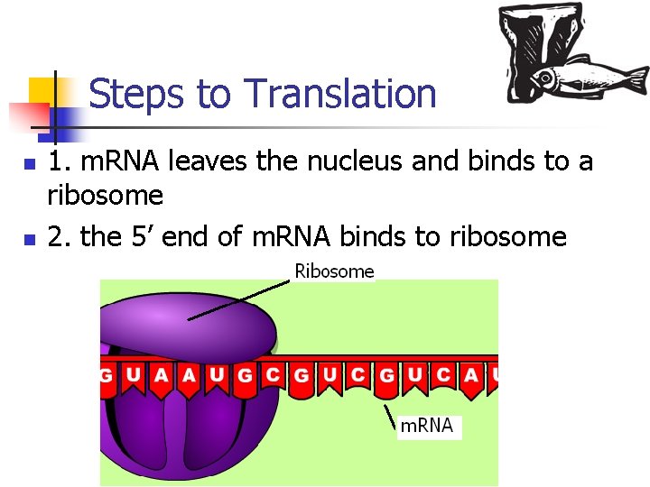 Steps to Translation n n 1. m. RNA leaves the nucleus and binds to