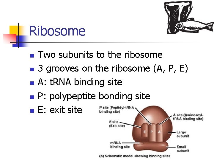 Ribosome n n n Two subunits to the ribosome 3 grooves on the ribosome