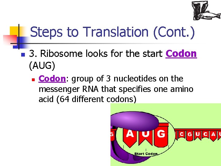 Steps to Translation (Cont. ) n 3. Ribosome looks for the start Codon (AUG)