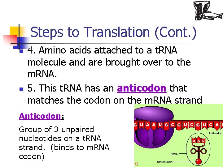 Steps to Translation (Cont. ) n n 4. Amino acids attached to a t.