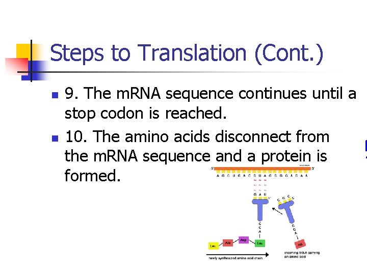 Steps to Translation (Cont. ) n n 9. The m. RNA sequence continues until