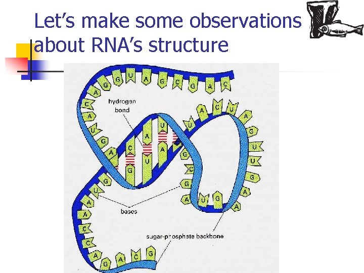 Let’s make some observations about RNA’s structure 