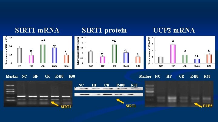 SIRT 1 protein SIRT 1 m. RNA #▲ UCP 2 m. RNA #▲ #