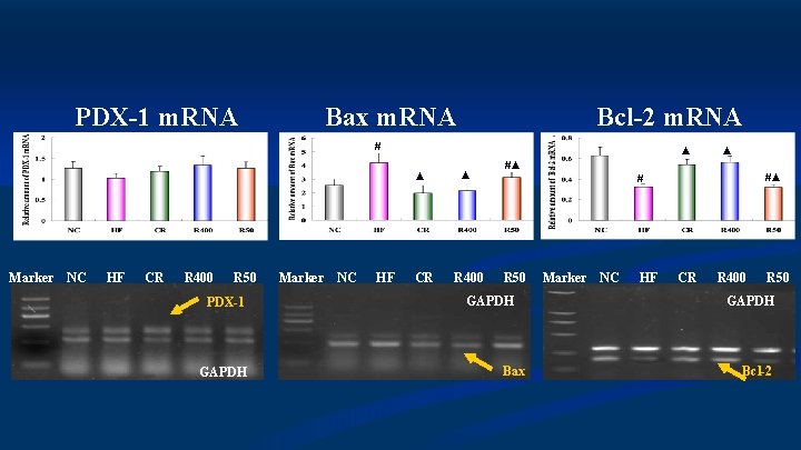 PDX-1 m. RNA Bax m. RNA Bcl-2 m. RNA # ▲ ▲ Marker NC