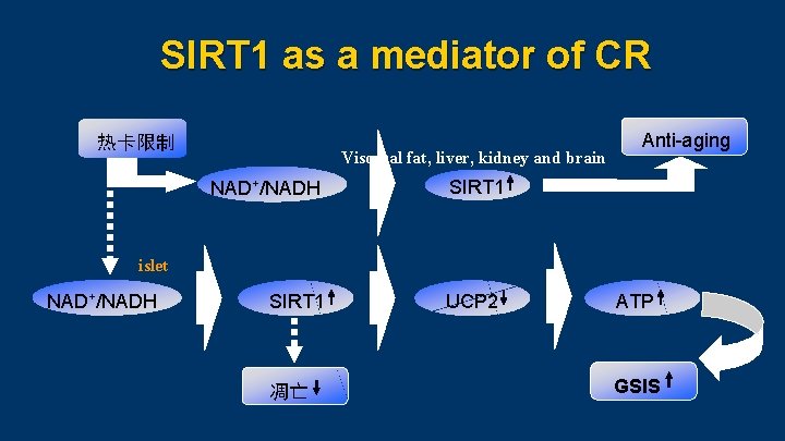 SIRT 1 as a mediator of CR 热卡限制 Visceral fat, liver, kidney and brain