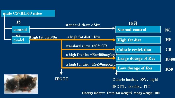 male C 57 BL/6 J mice 15 standard chow × 24 w control 65