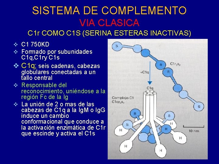 SISTEMA DE COMPLEMENTO VIA CLASICA C 1 r COMO C 1 S (SERINA ESTERAS