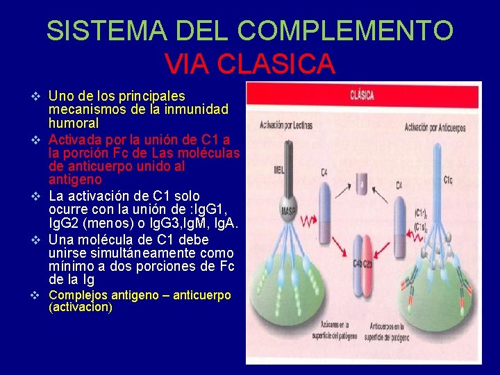 SISTEMA DEL COMPLEMENTO VIA CLASICA v Uno de los principales v v v mecanismos